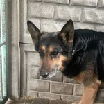 Pies do adopcji, Zgierz, 27 marca 2026