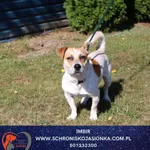 Znaleziono psa, Ciosny, 4 września 2025