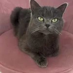 Zaginął kot, Kielce, 28 marca 2026