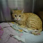 Znaleziono kota, Lublin, 28 marca 2026