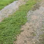 Zaginął pies, Łódź, 28 marca 2026