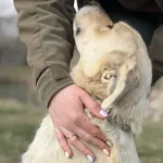 Pies do adopcji, Bełchatów, 28 lutego 2026