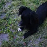 Zaginął pies, Radonie, 29 marca 2026