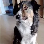 Pies do adopcji, Głowno, 28 marca 2026