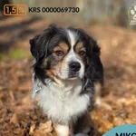 Pies do adopcji, Gdynia, 29 marca 2026