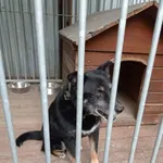 Pies do adopcji, Milanówek, 29 marca 2026