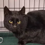 Kocurek poz. 26/142/K