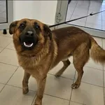 Znaleziono psa, Grudziądz, 28 marca 2026