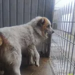 Znaleziono psa, Racławice, 25 marca 2026