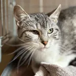 Kot do adopcji, Głowno, 29 marca 2026