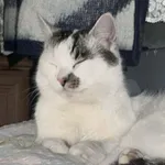 Zaginął kot, Jastrzębie, 29 marca 2026