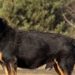 Pies do adopcji, Pieczyska, 30 marca 2026