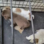 Znaleziono psa, Radom, 28 marca 2026