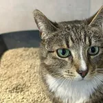 Znaleziono kota, Sosnowiec, 27 marca 2026