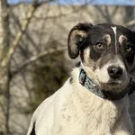 Pies do adopcji, Pieczyska, 30 marca 2026