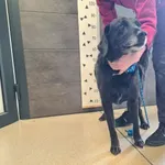 Znaleziono psa, Chełmek, 28 marca 2026