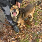 Pies do adopcji, gmina Platerówka, 30 marca 2026