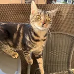 ZAGINĄŁ KOTEK, MARUSIA, 29 MARCA W OKOLICY UL. GÓRKI, POZNAŃ