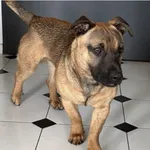 Znaleziono psa, Łódź, 31 marca 2026