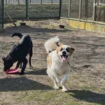 Pies do adopcji, Bydgoszcz, 31 marca 2026