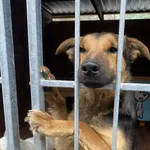 Pies do adopcji, Rytlów, 30 marca 2026