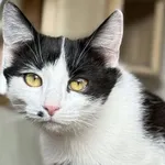 Imię: Zazu Chip: 616093903205677 Płeć : Samiec Wiek: Sierpień 2025 Wielkość:  Typowy Kastracja/sterylizacja:  Tak Inne Koty:  Akceptuje towarzystwo kotek i kocurów Dzieci: W wieku szkolnym Charakter: 