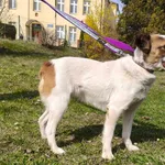 Pies do adopcji, Ropczyce, 30 marca 2026