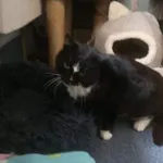 Kot do adopcji, Milanówek, 31 marca 2026