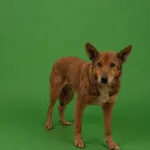 Ewka