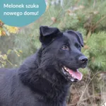 Pies do adopcji, Dąbrówka, 31 marca 2026