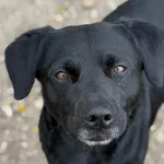 Pies do adopcji, Bydgoszcz, 31 marca 2026