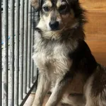 Pies do adopcji, Rytlów, 31 marca 2026