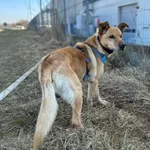 Pies do adopcji, Żywiec, 31 marca 2026