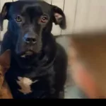 Zaginął pies, Bronowo-Zalesie, 1 kwietnia 2026