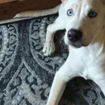 Znaleziono psa, Łódź, 31 marca 2026