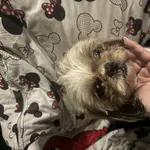 Znaleziono psa, Łódź, 31 marca 2026