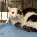 Znaleziono kota, Toruń, 29 marca 2026