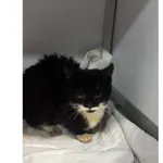 Znaleziono kota, Białystok, 31 marca 2026