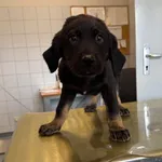 Znaleziono psa, Lublin, 1 kwietnia 2026