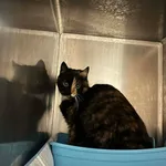 Znaleziono kota, Lublin, 30 marca 2026