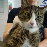 Znaleziono kota, Szczecin, 2 kwietnia 2026