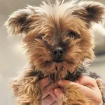 Znaleziono psa, Szczecin, 2 kwietnia 2026