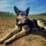 Pies do adopcji, Dłużyna Górna, 2 kwietnia 2026