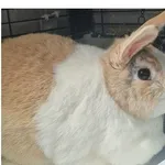 Oddam zwierzę, Wrocław, 8 lutego 2026