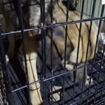 Znaleziono psa, Radom, 1 kwietnia 2026