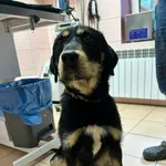 Pies do adopcji, Zgierz, 2 kwietnia 2026