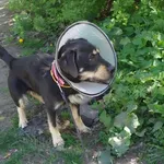 Pies do adopcji, Zgierz, 2 kwietnia 2026