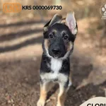 Pies do adopcji, Gdynia, 2 kwietnia 2026