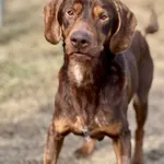 Pies do adopcji, Bydgoszcz, 1 kwietnia 2026