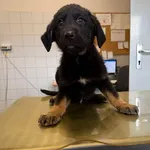 Znaleziono psa, Lublin, 1 kwietnia 2026